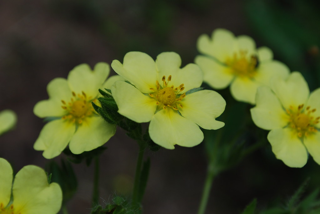 Sulphur Cinquefoil Spring Green Preserve Wisconsin State N… Flickr
