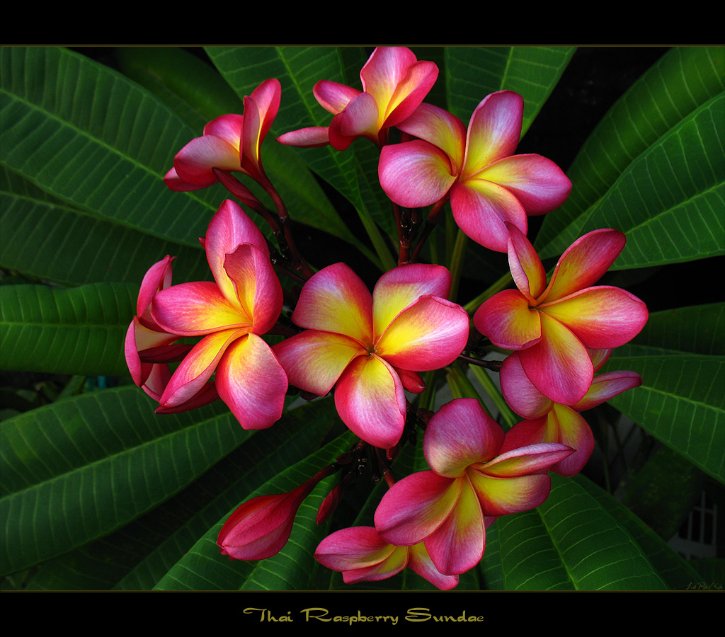 Rare Flowers Plumeria Raspberry Sundae a photo on Flickriver