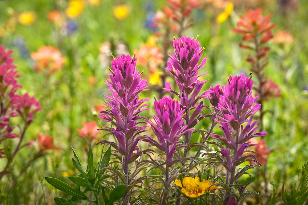 Prairie Paintbrush A different color variety of paintbrush… Flickr
