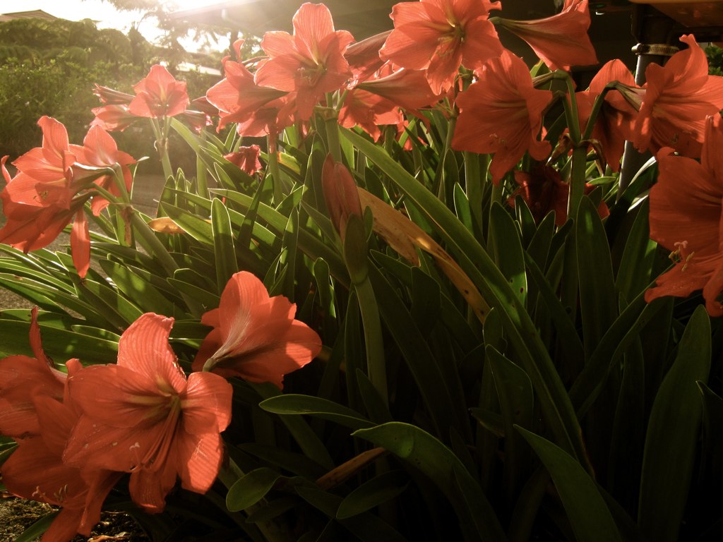 Lilies on Kukuau Street Lindsay Braithwaite Flickr