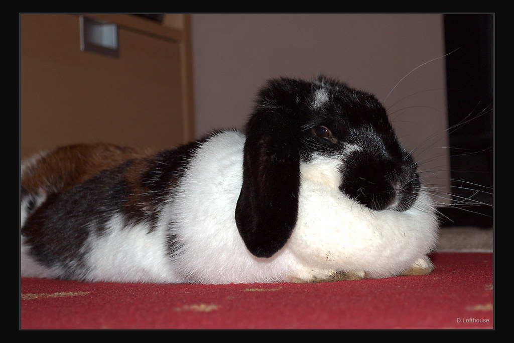 Black and White Franch Lop Bunny Rabbit darranl Flickr