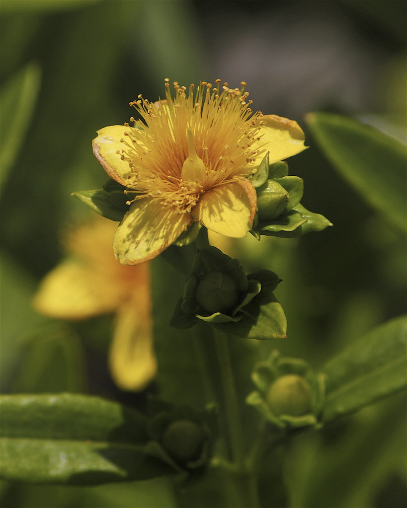 Kalm's St. John'swort Hypericum kalmianum Dan Mullen Flickr
