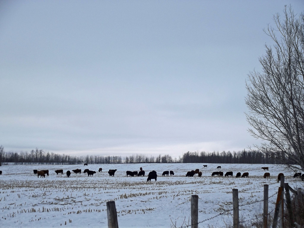 Barrhead Pasture 1 Barrhead, Alberta, Canada SierraSunrise Flickr