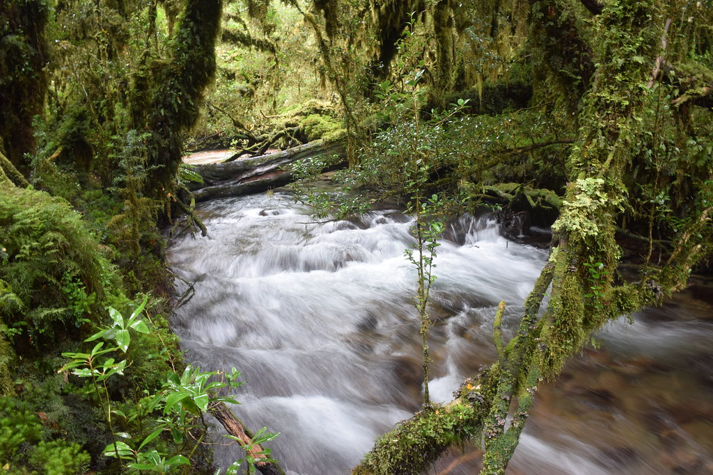 Bosque Encantado Parque Nacional Queulat CHILE D.a.n.i. Bórquez