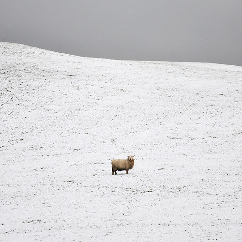 Its Fleece Was White As Snow Jobbys Flickr