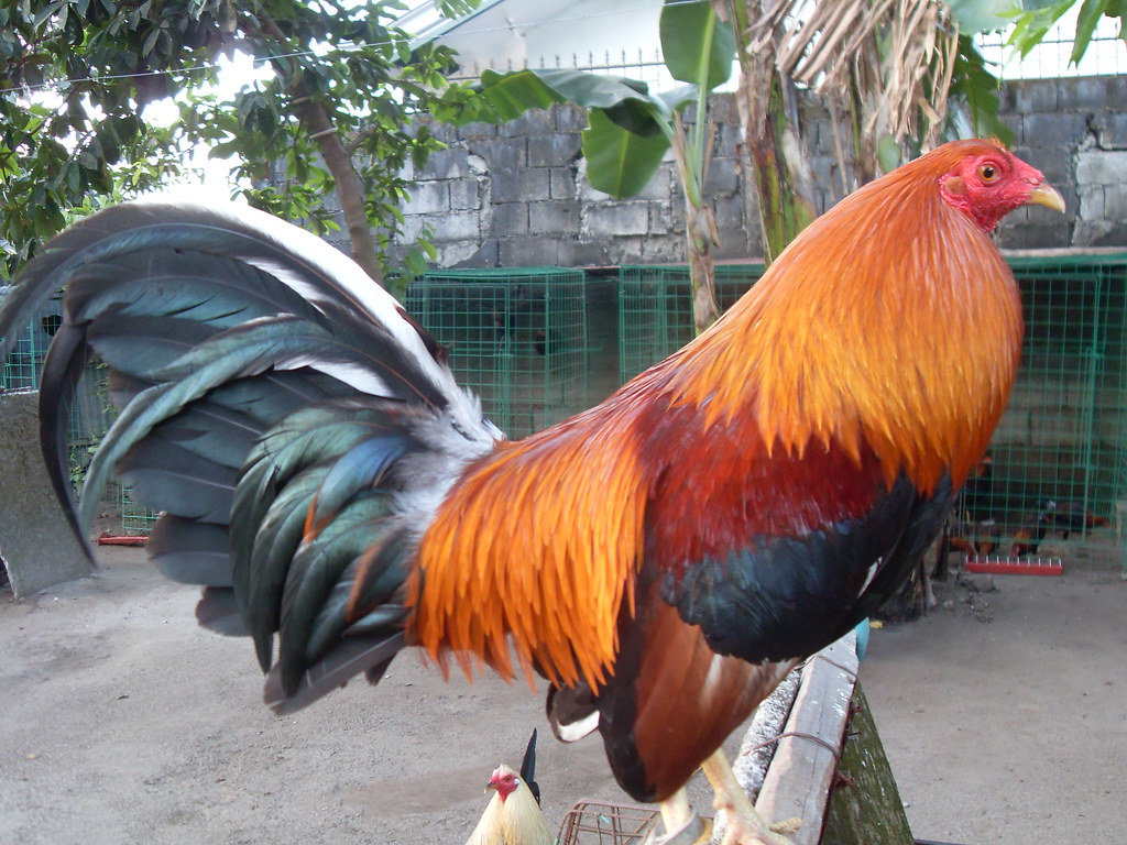 sweater/kelso REYMON GANIA Flickr