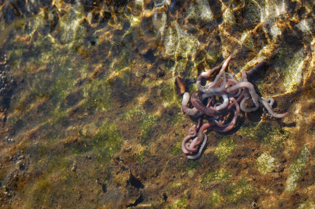 Worms confusing because worms drown. Olivia Morrell Flickr