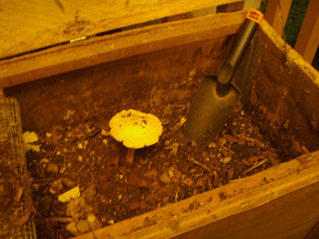 Mushroom and Trowel in Worm Bin Our latest organism to hav… Flickr
