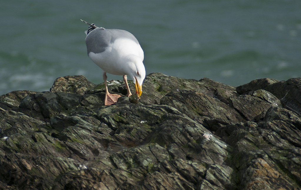 Herring Gull eating a hermit crab Herring gull numbers hav… Flickr