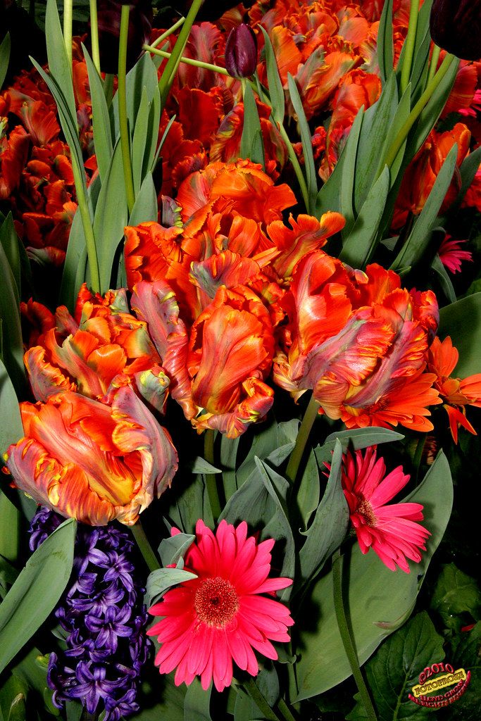 Westmount Annual Spring Flower Show 2010 C20100330 047 Flickr