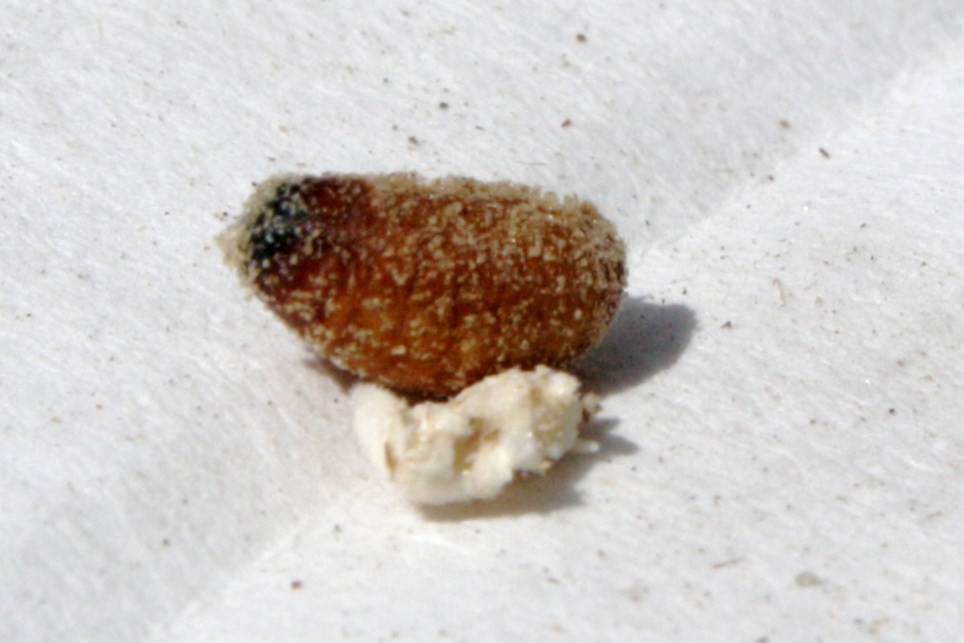 Goldenrod Gall Fly larva (Eurosta solidaginis) (8) Flickr