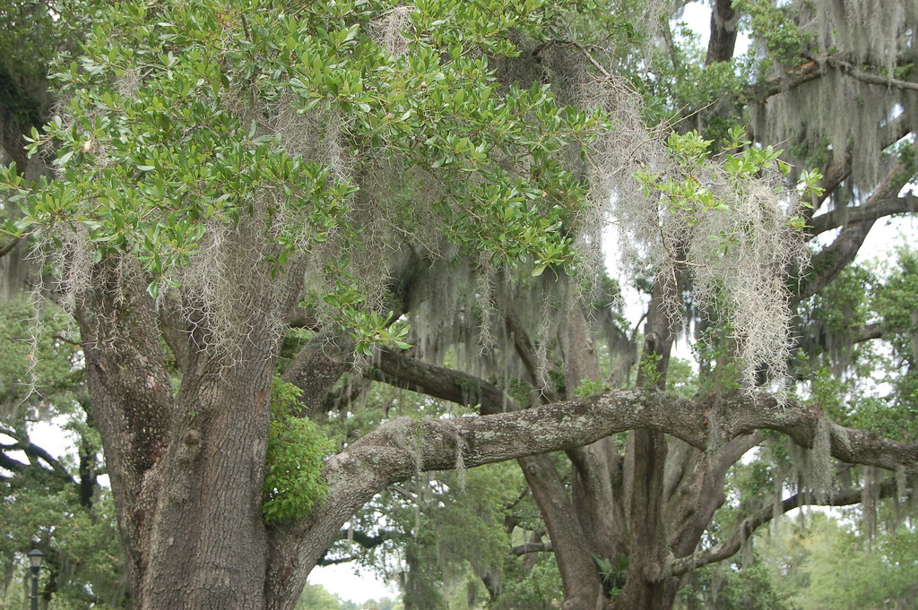 spanish moss in the oaks Fagacea Quercus virginiana Sout… Flickr