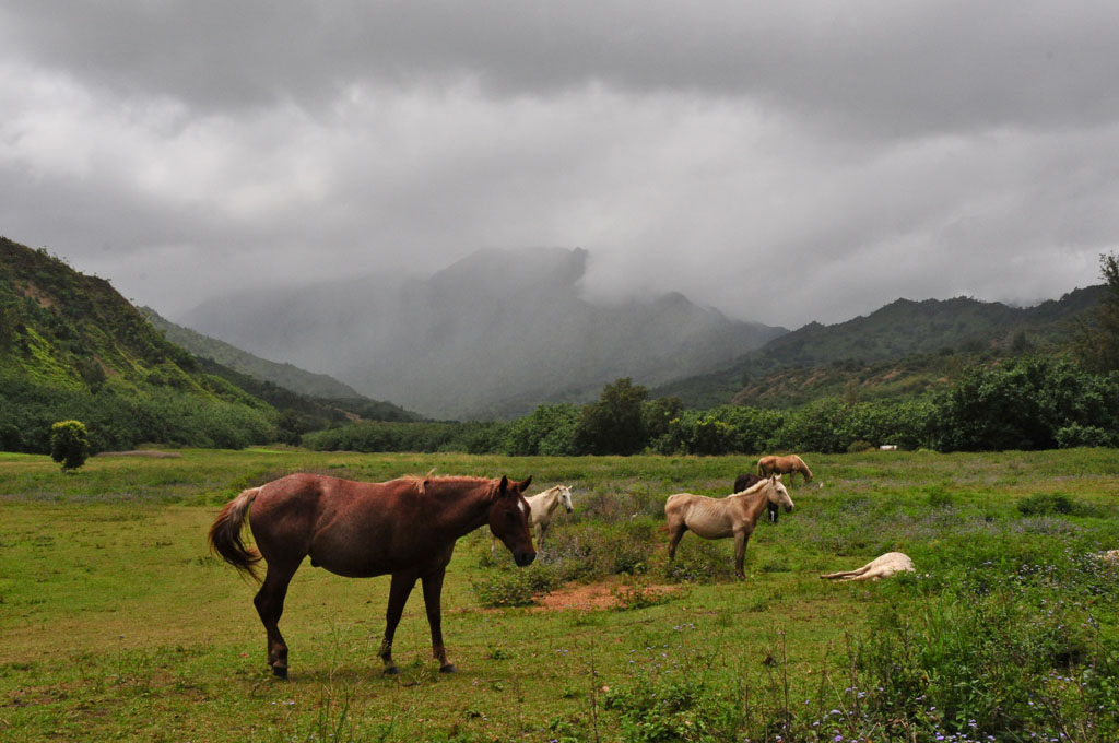 Horse Valley 01 Davoud Kermaninejad Flickr