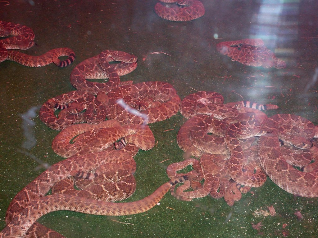 Mangum Rattlesnake Roundup The snake pit! Lori Holliday Flickr