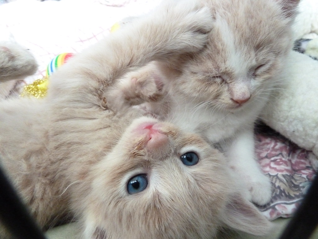 Kittens! Four week old kittens. Fuzzy Gerdes Flickr