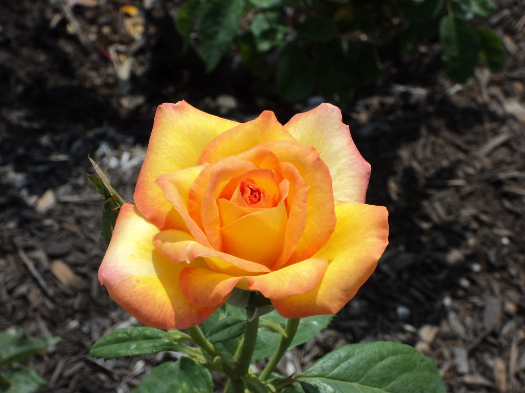 Yellow and Pink Rose Victoria Rose Garden Victoria Texas Rebecca N. Flickr
