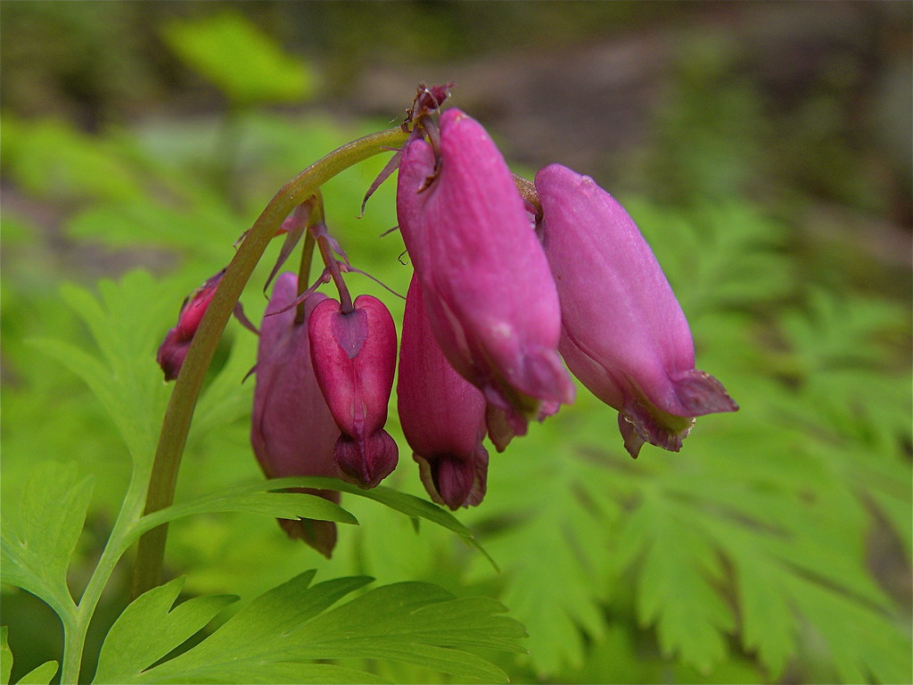 Bleeding heart Western bleeding heart; dicentra formosa. Peter