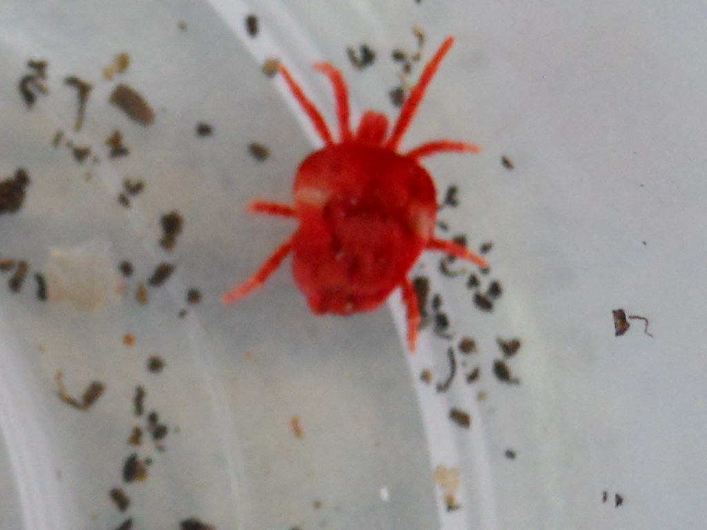Red Spider Mite Although they have eight legs, they are no… Flickr