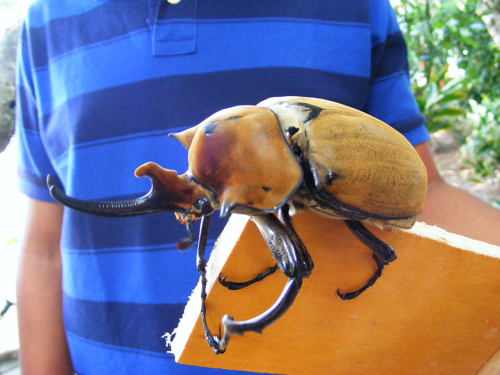 Elephant Beetle DSCF7032 This is a huge insect, as big a… Flickr