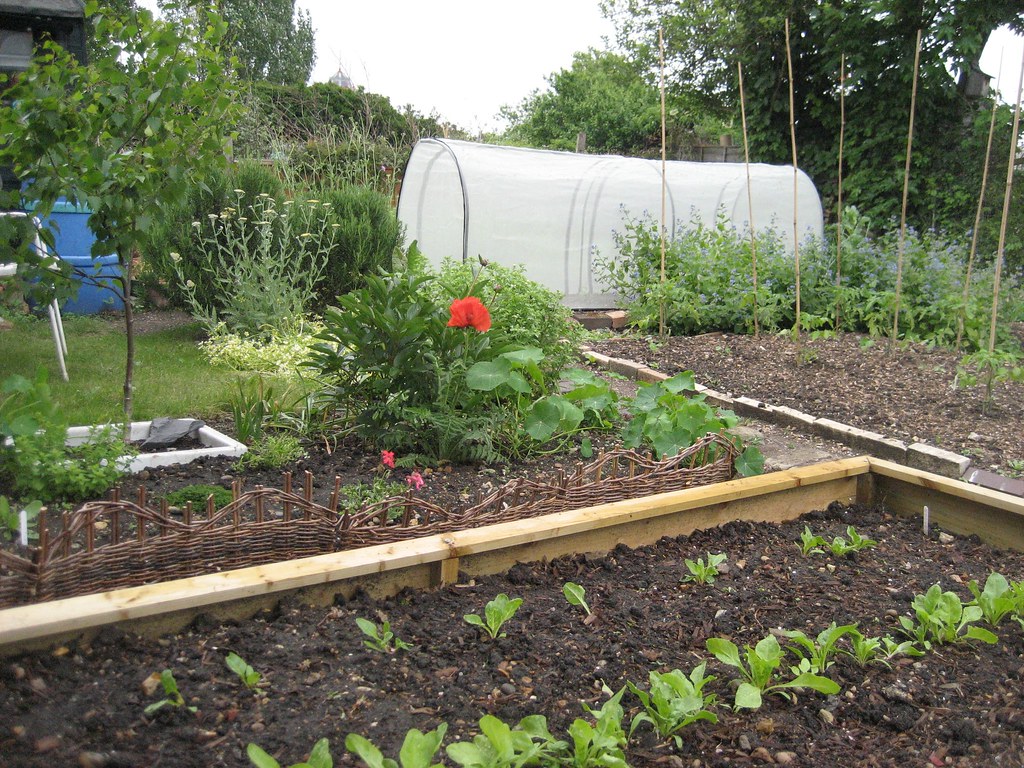The allotment Raised bed with swiss chard and perpetual sp… Flickr