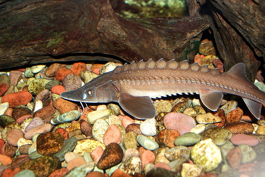 Sturgeon Young lake sturgeon. These fish can live well ove… Flickr