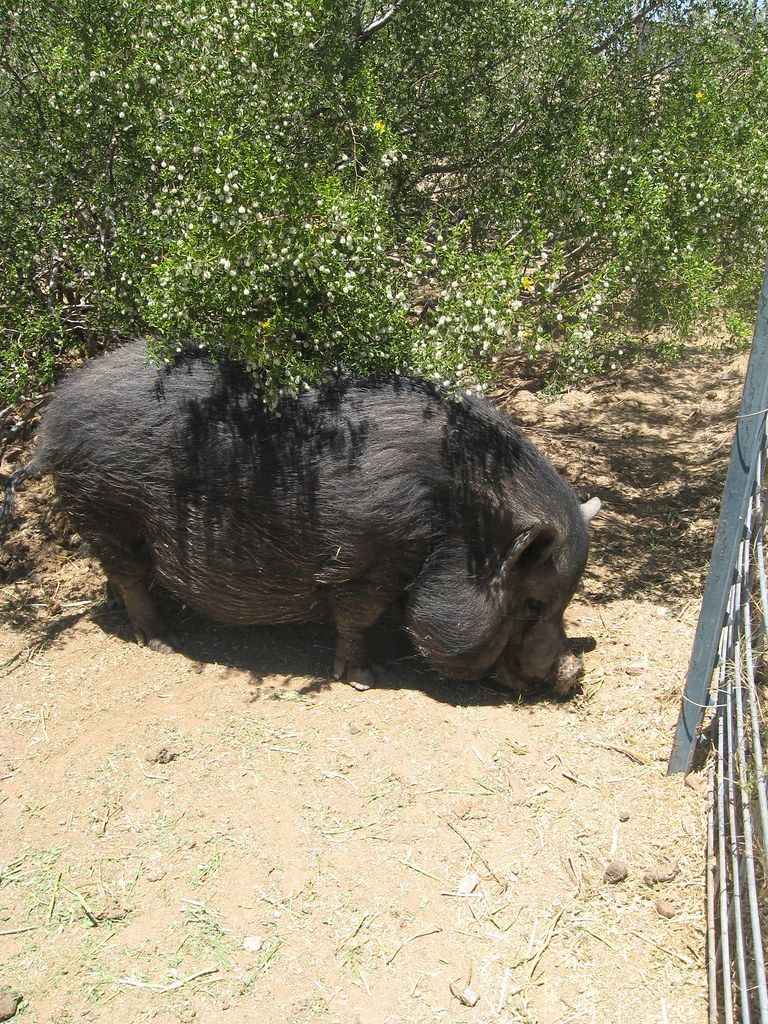 IMG_8306_2 Read about our adventure at Ironwood Pig Sanctu… Flickr