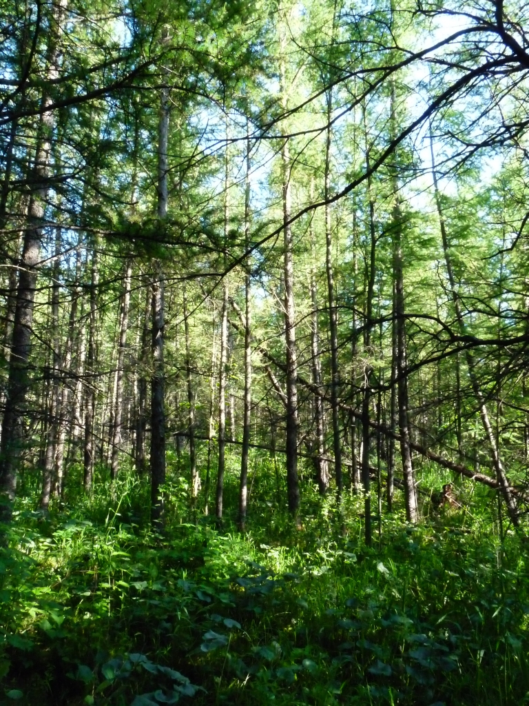 Minerotrophic Tamarack Swamp Part of a high quality tamara… Flickr