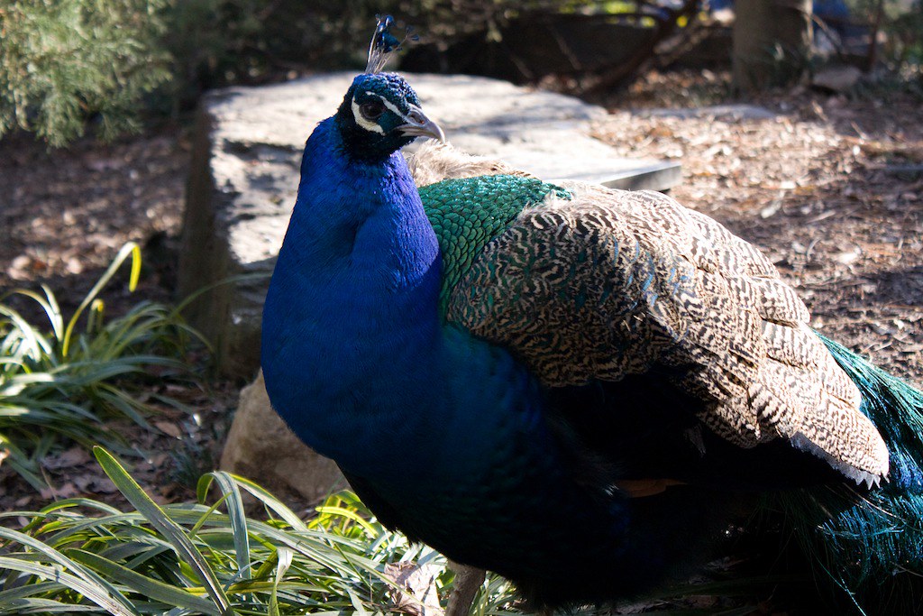 Peacock Pavo cristatus, National zoo, Washington DC Nick Miller