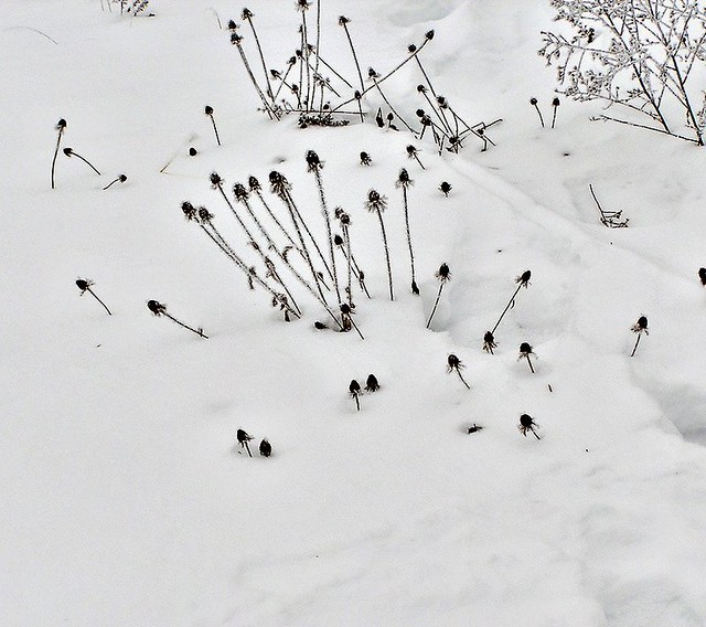 Black Eyed Susans, Winter Ken Brennen Flickr