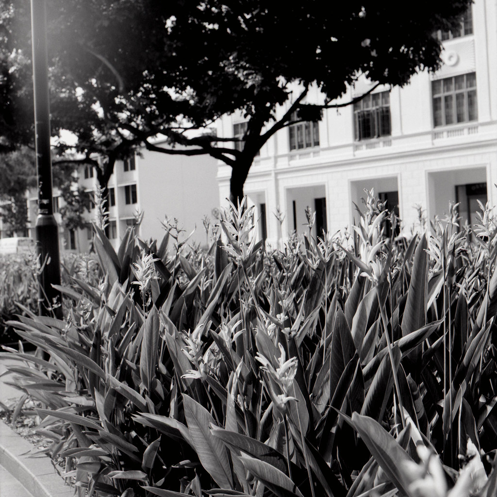 Black and white greenery F16, 1/250 James Chua Flickr