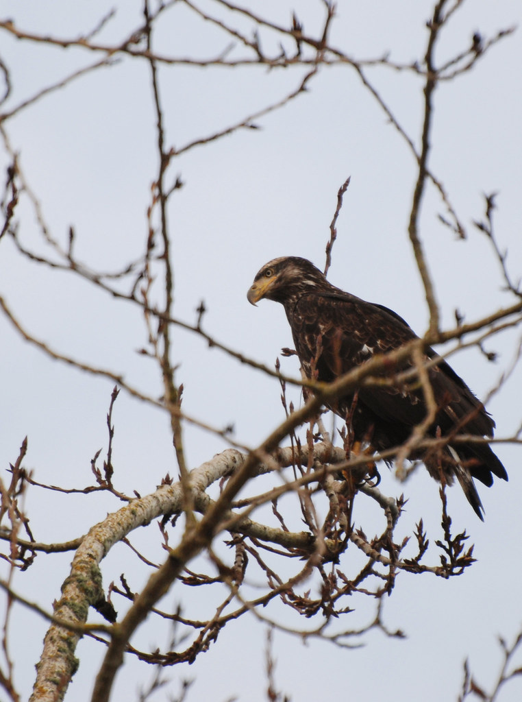 Bald Eagle Sauvie Island 2 Jeff Matto Flickr