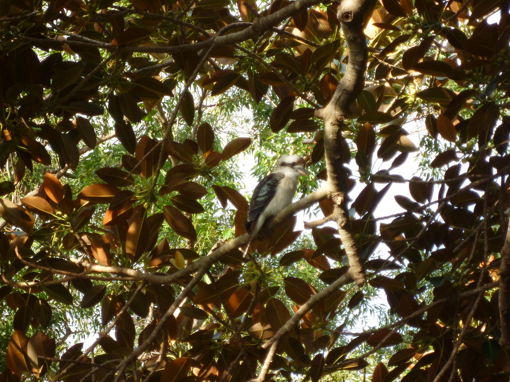 Kookaburra Rocking Down Under Flickr