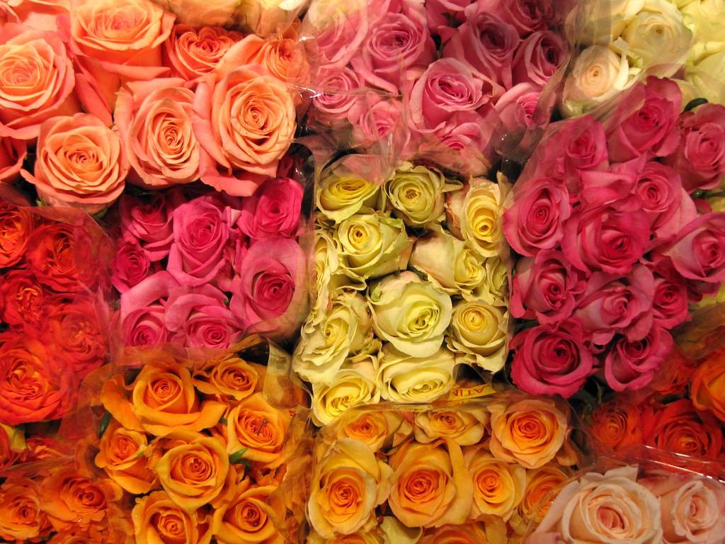 Roses Philadelphia Flower Show Exhibit Huron Tours & Travel Flickr