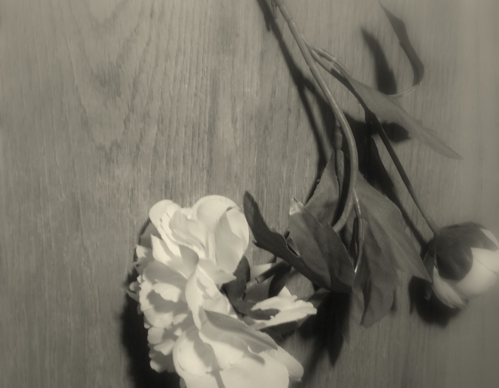 Maybe Tomorrow I'll find my way home stereophonics anika ali