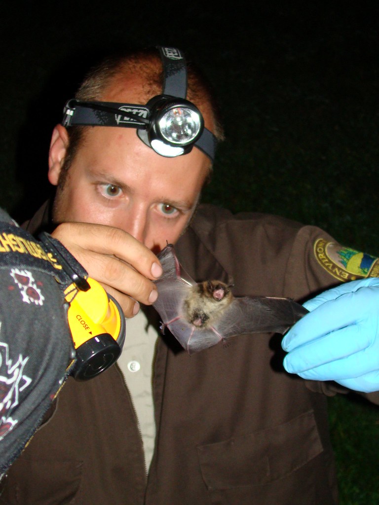 Little Brown Bat Fort Drum Wildlife Biologist, Chris Dobon… Flickr