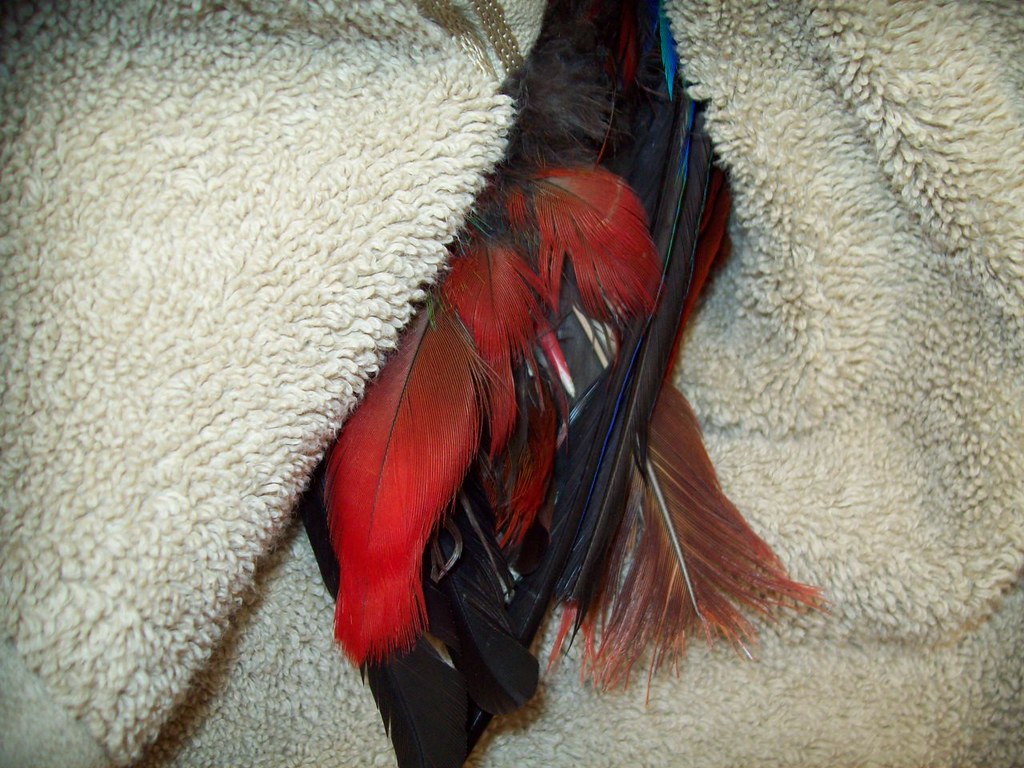 blood feather in tail (normal) Olathe Animal Hospital in Olathe, KS