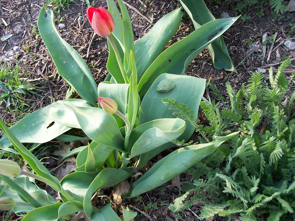 Tree frog on tulip leaf Sticky the tree frog sits on the t… Flickr