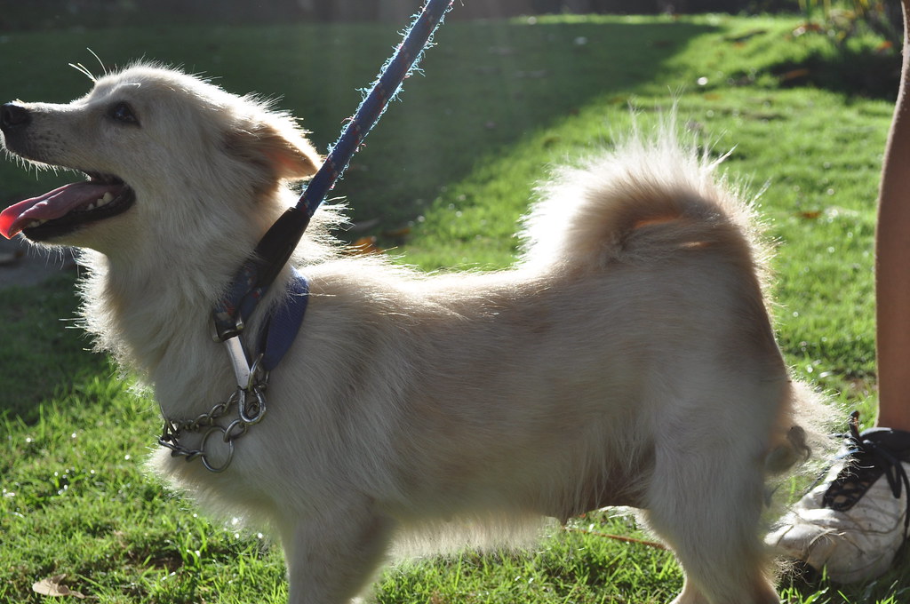 Calli Mixed Breed dog (Japanese SpitzChow Chow) Ina Pablo Flickr