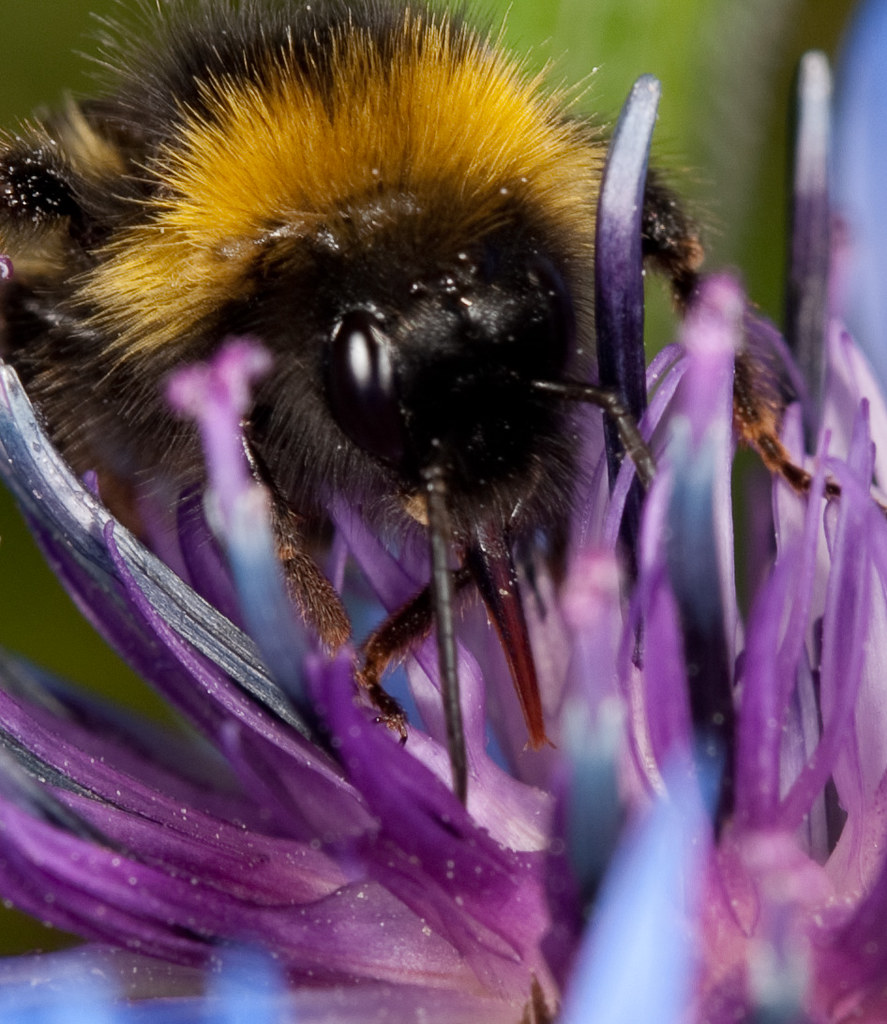Bee Feeding on Corn Flower John Speed Flickr