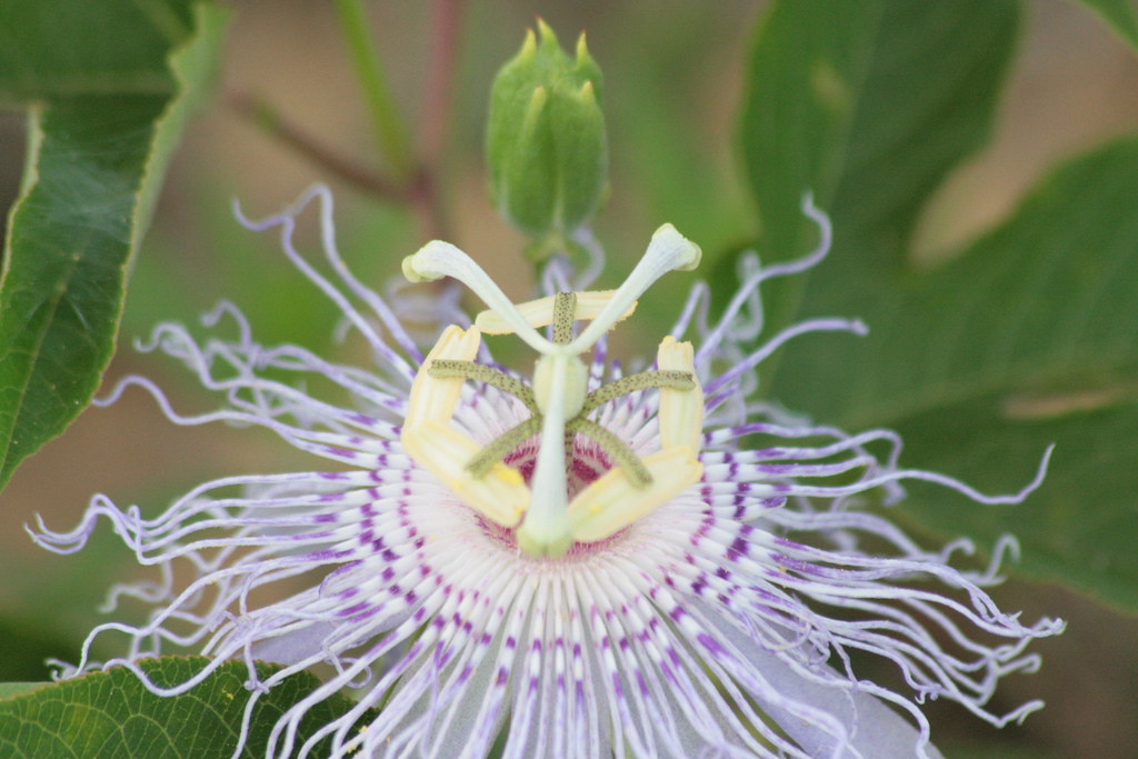 20080805_4131 Passion flowers growing wild Popularly, pass… Flickr