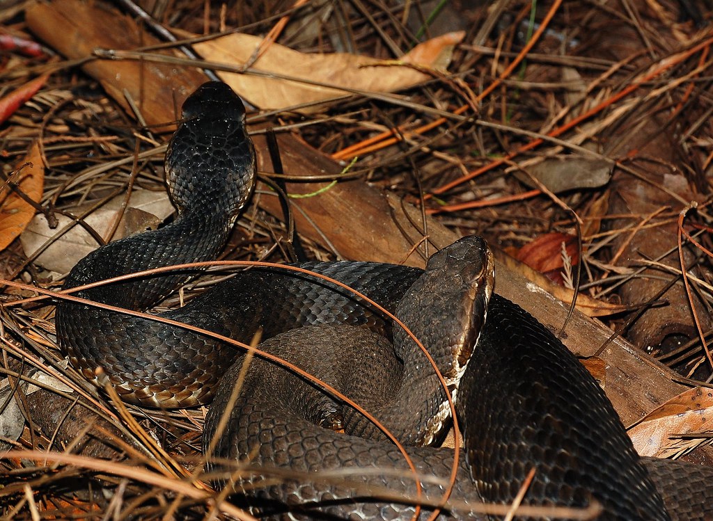 Breeding Cottonmouths 02 A breeding pair of cottonmouths (… Flickr