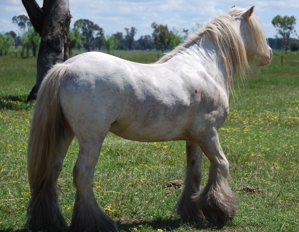 Gypsy Cobs Down Under Flickr