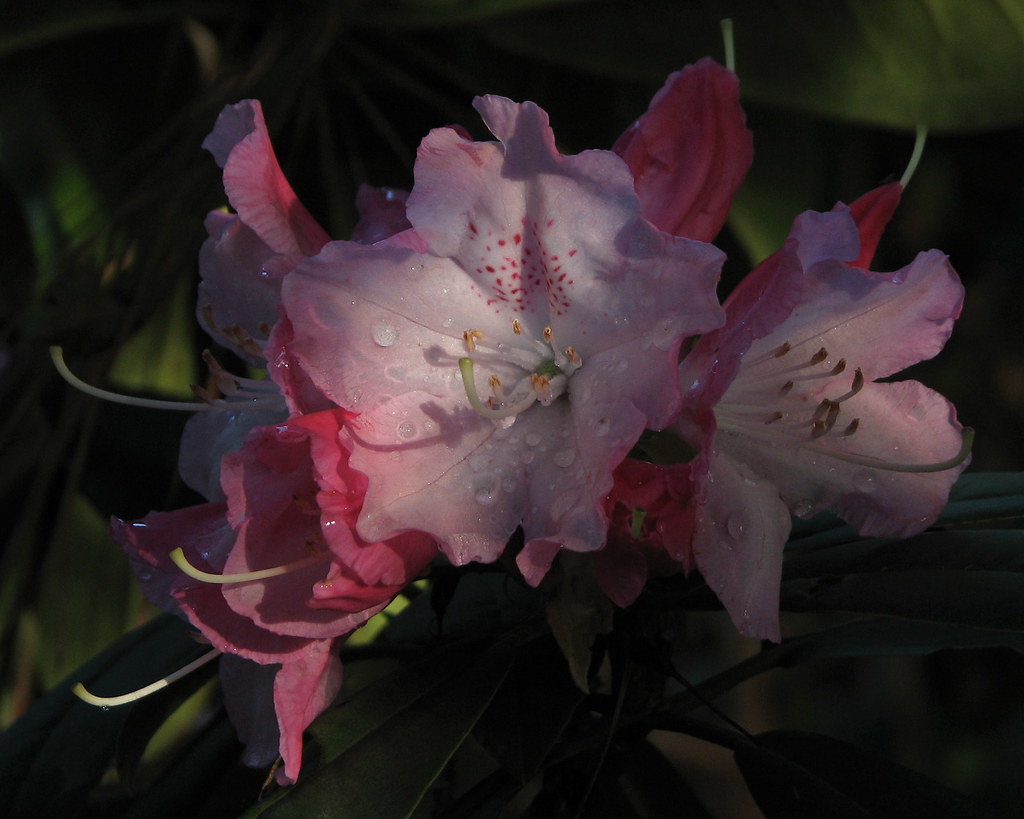 April Flowers after Spring Showers 1st place, Lufkin (Texa… Flickr
