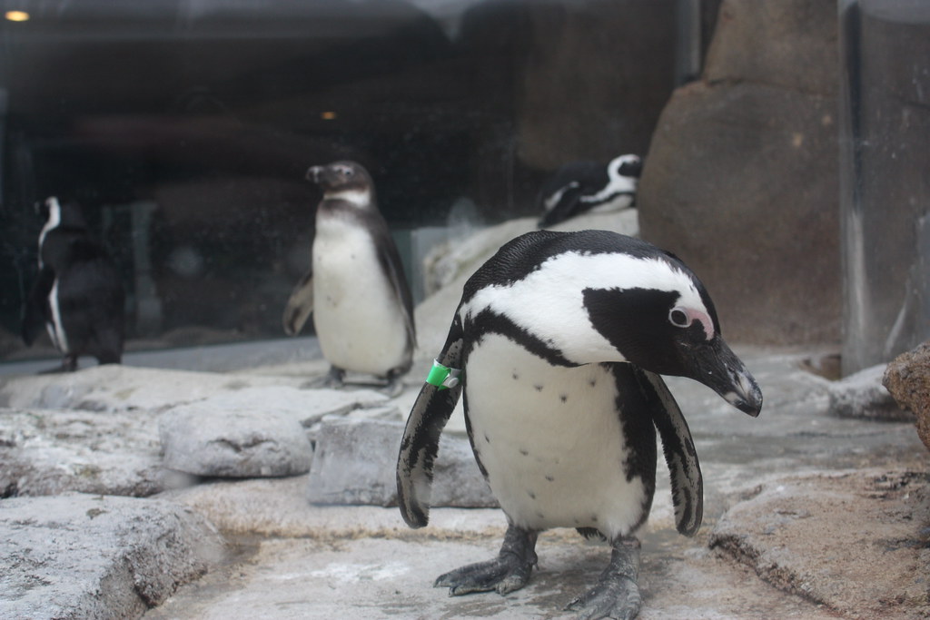 Posing Penguin A trip to Pittsburgh, PA's National Aviary.… sk Flickr