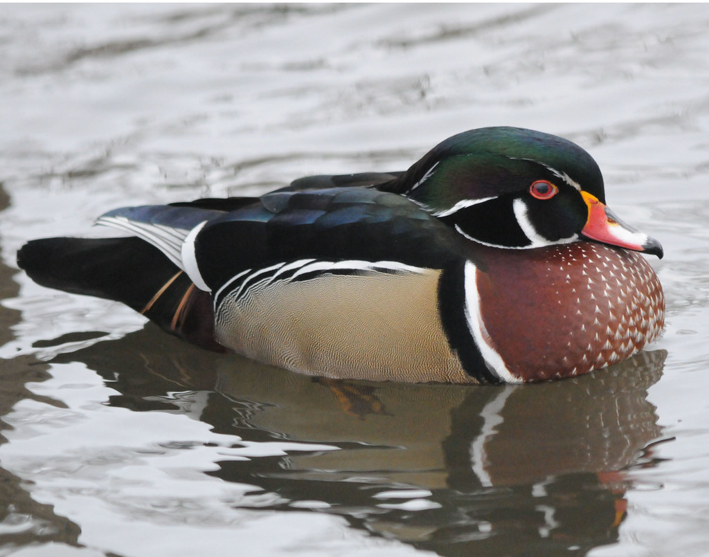 Wood Ducks Michigan Flickr