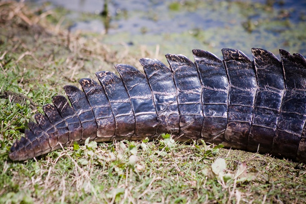Gator Tail Erci Flickr