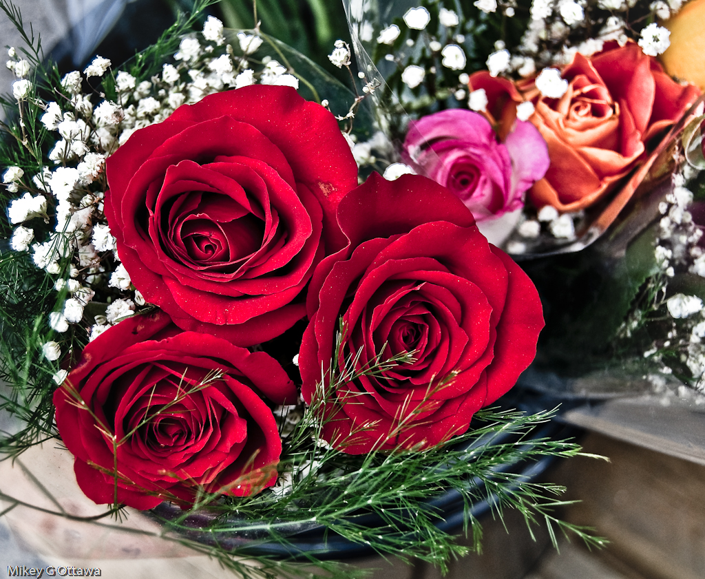Rose Bucket Ottawa 04 10 a photo on Flickriver