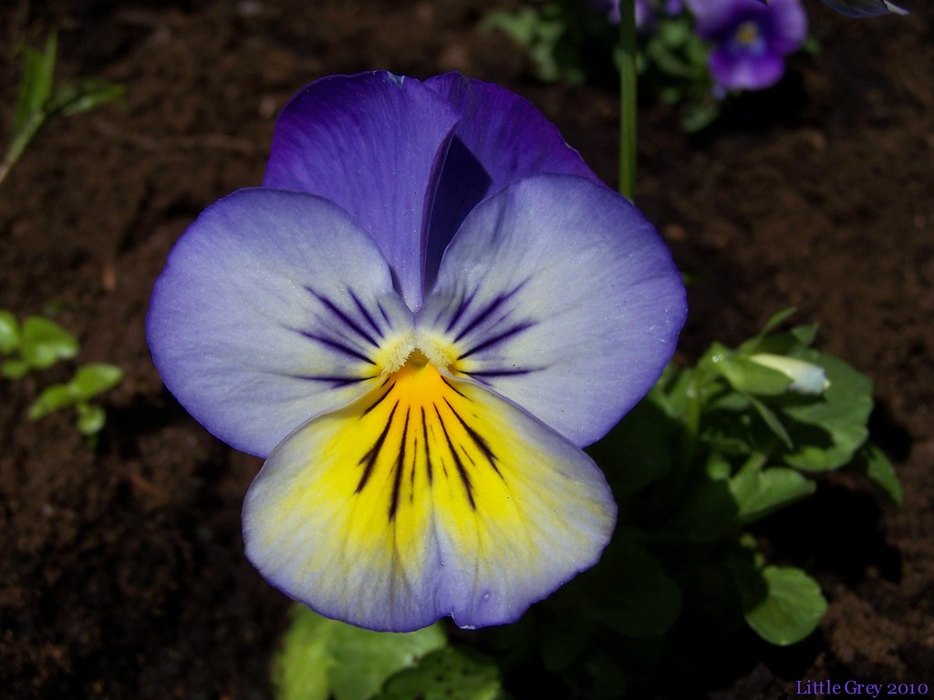 Ultima Morpho blue & yellow pansy Brigitte Flickr