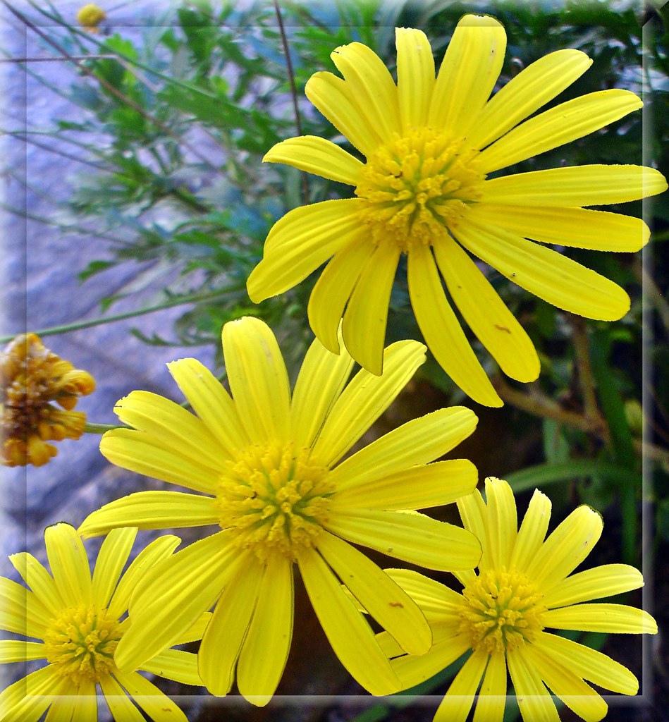 Feliz Quinta Flowers! Nancy Flickr