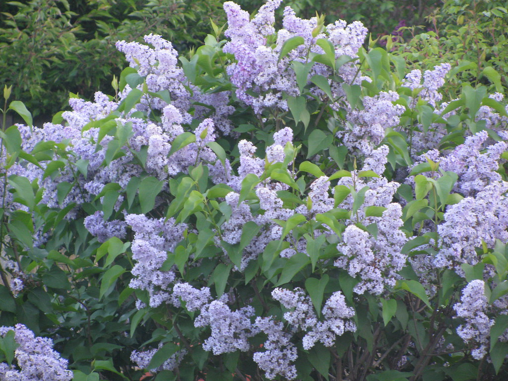 Lilac Bush (06/05) Our lilac is in full bloom it smells … Claire